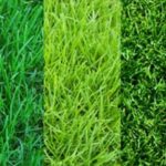 Газонная трава: виды, выращивание и применение