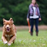 Безпечні прогулянки навесні: як захистити свою собаку від кліщів