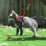 Безопасный и увлекательный выгул кошек: советы и рекомендации