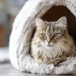 Як правильно облаштувати окремі зони для кота і собаки в одній квартирі